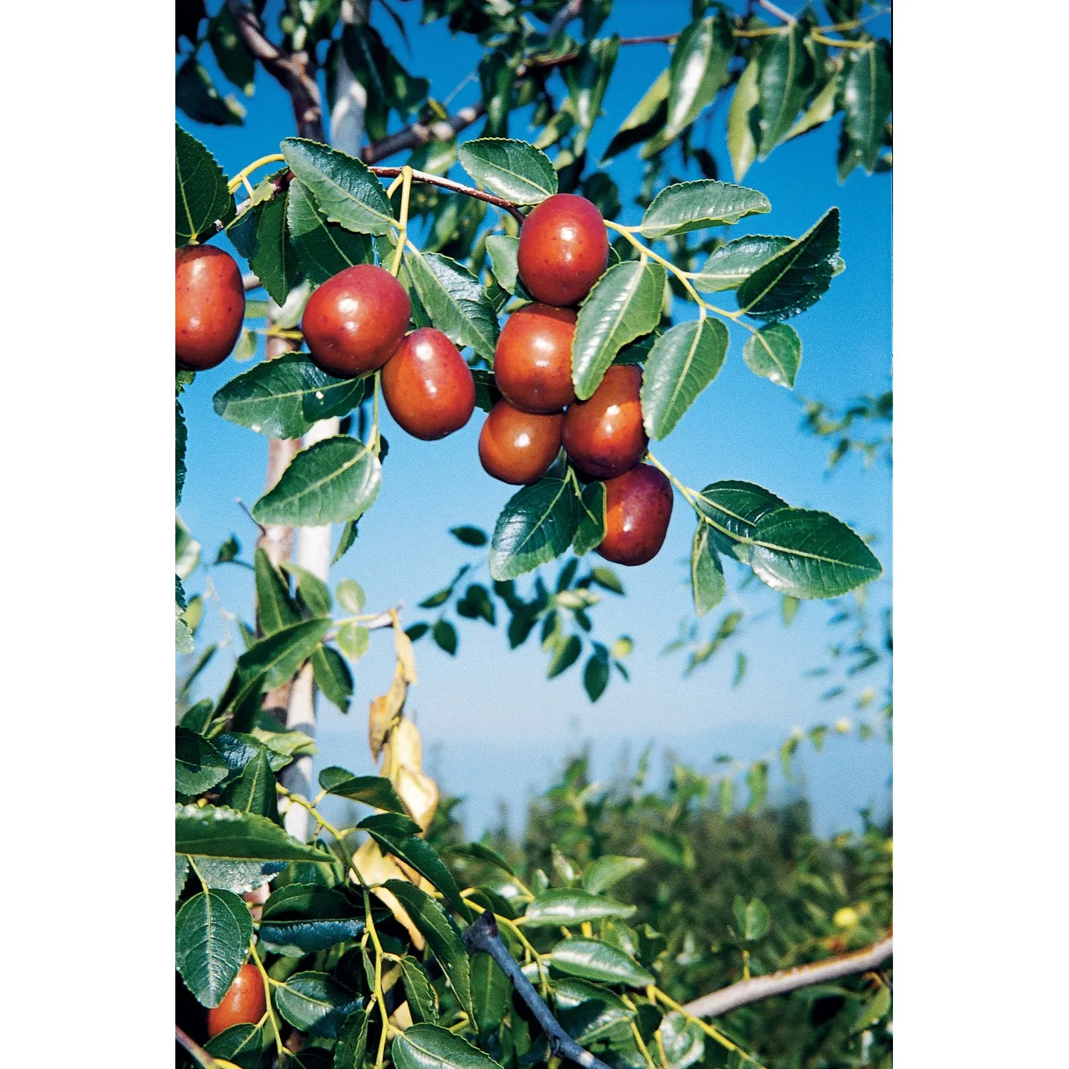 Ziziphus ziziphus - Giuggiolo